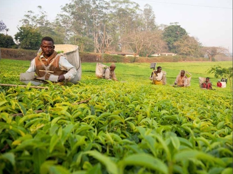 The Cabri Sector Dialogue On The Policy Challenge And Efficiency In Agriculture Spending