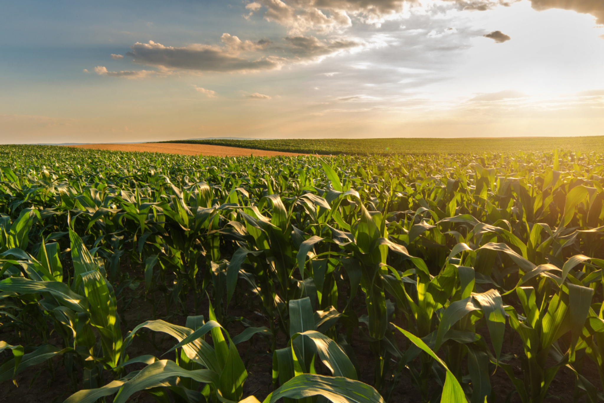 Policy Dialogue Agriculture value chains