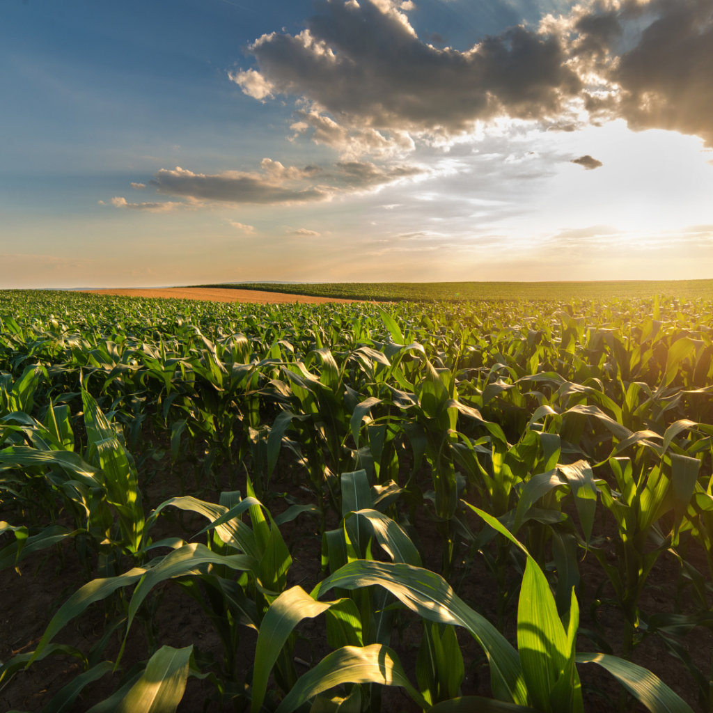 Policy Dialogue Agriculture value chains